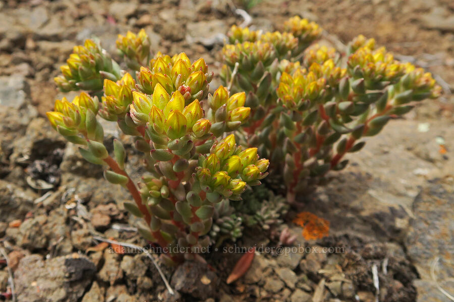 lance-leaf stonecrop, budding (Sedum lanceolatum) [Pueblo Mountains, Harney County, Oregon]