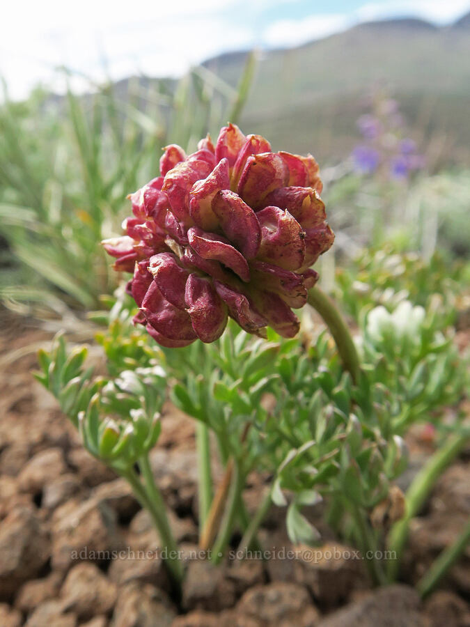 pink buttercup, going to seed (Ranunculus andersonii (Beckwithia andersonii)) [Pueblo Mountains, Harney County, Oregon]