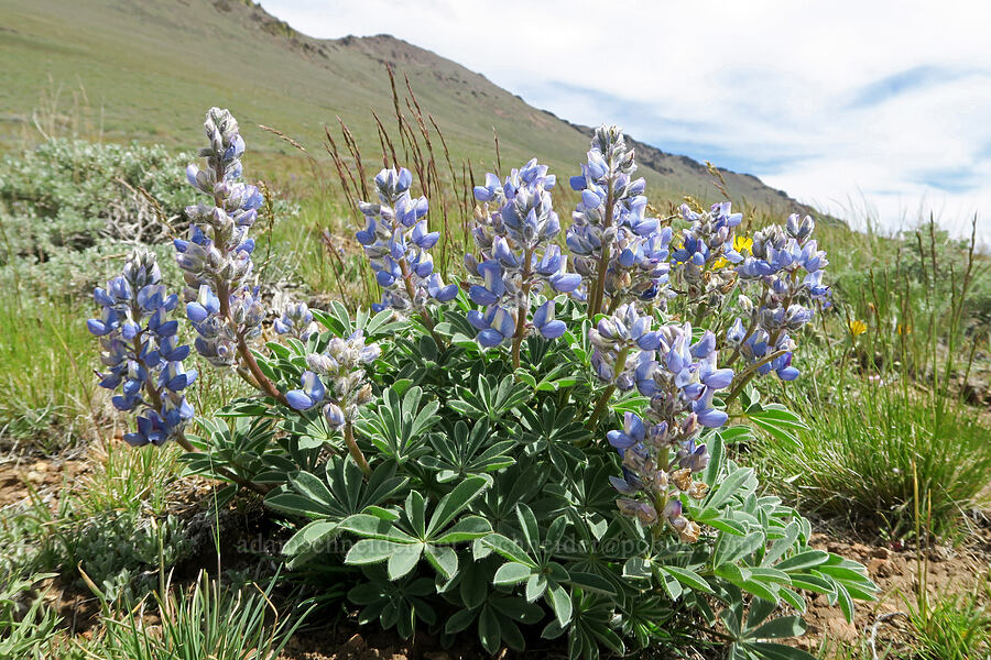 rock lupine (Lupinus saxosus (Lupinus polyphyllus var. saxosus)) [Pueblo Mountains, Harney County, Oregon]