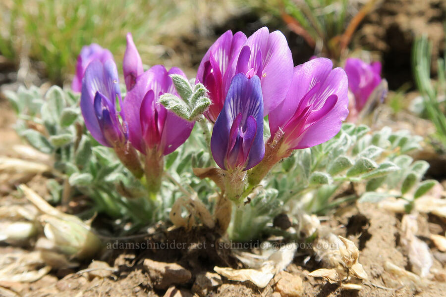 woolly-pod milk-vetch (Astragalus purshii) [Pueblo Mountains, Harney County, Oregon]