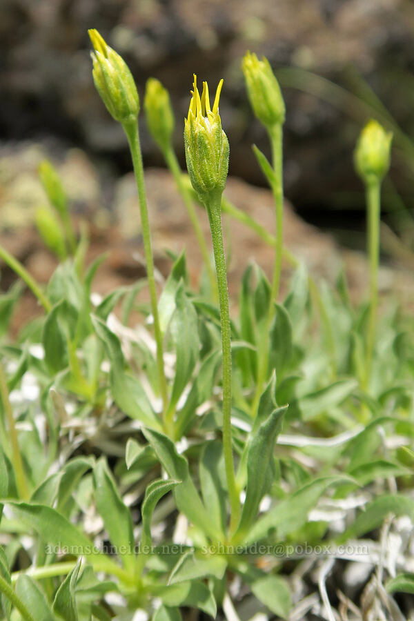stemless goldenweed, budding (Stenotus acaulis (Haplopappus acaulis)) [Pueblo Mountains, Harney County, Oregon]