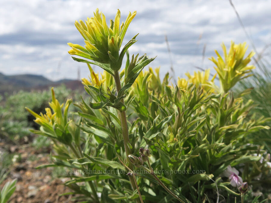 wavy-leaf paintbrush (Castilleja applegatei var. pinetorum) [Pueblo Mountains, Harney County, Oregon]