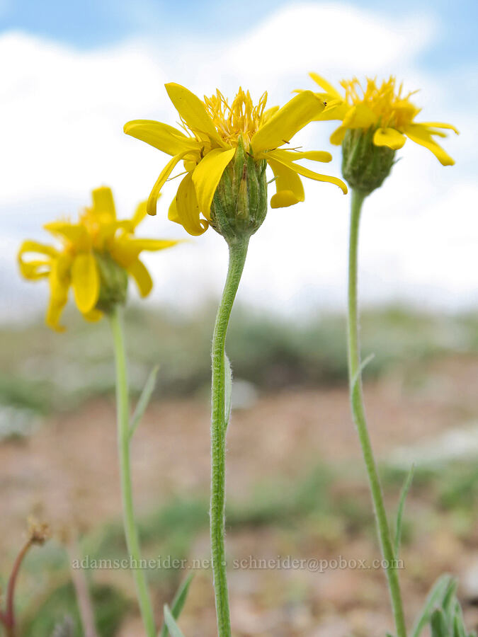 narrow-leaf goldenweed (Nestotus stenophyllus (Haplopappus stenophyllus)) [Pueblo Mountains, Harney County, Oregon]