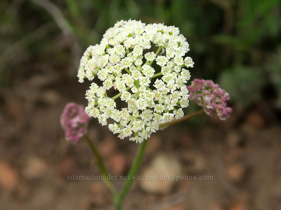 Bolander's yampah (Perideridia bolanderi) [Pueblo Mountains, Harney County, Oregon]