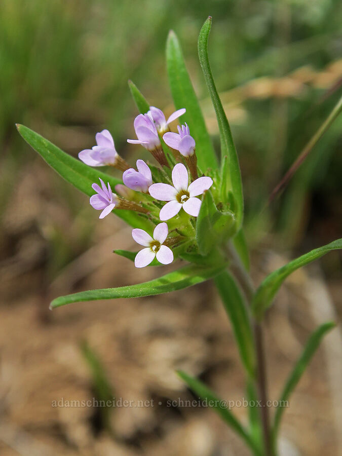 narrow-leaf collomia (Collomia linearis) [Pueblo Mountains, Harney County, Oregon]