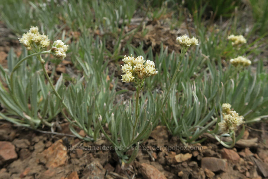 pussy-toes (Antennaria sp.) [Pueblo Mountains, Harney County, Oregon]