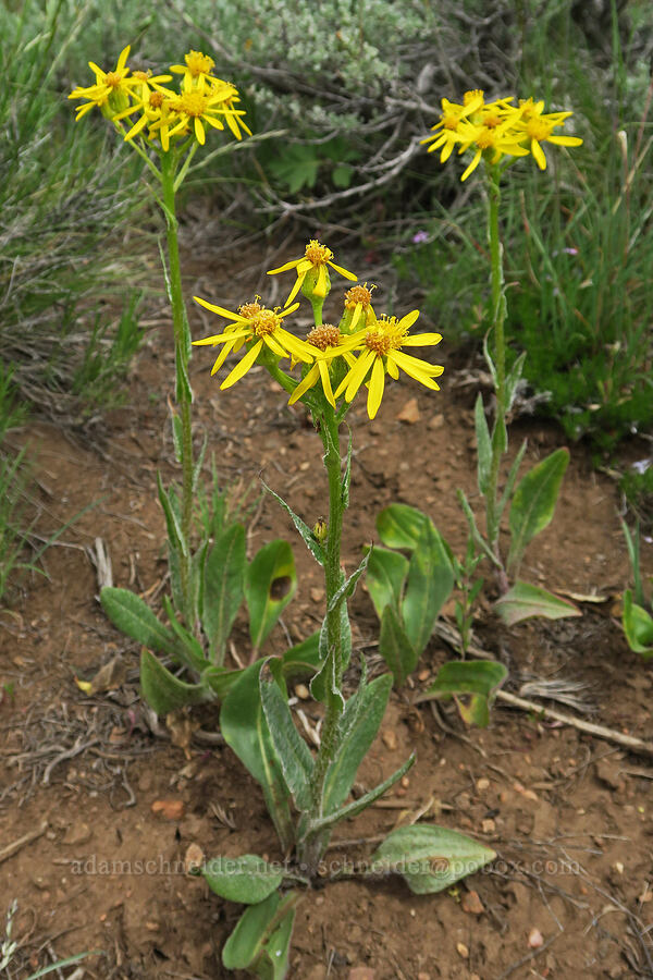 western groundsel (Senecio integerrimus) [Pueblo Mountains, Harney County, Oregon]