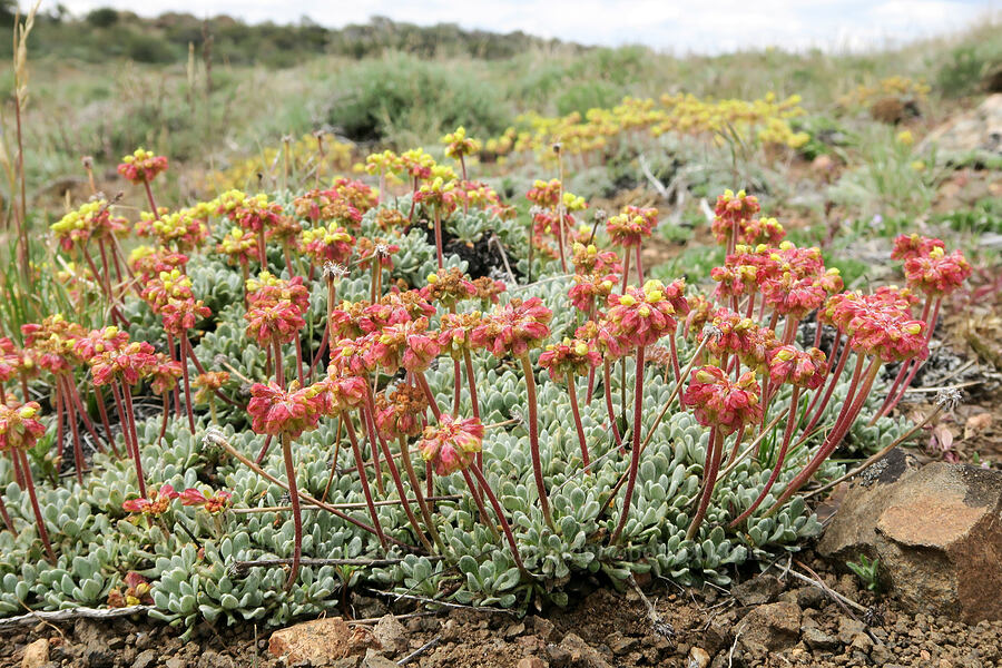 matted buckwheat (Eriogonum caespitosum (Eriogonum cespitosum)) [Ten Cent Meadows, Harney County, Oregon]