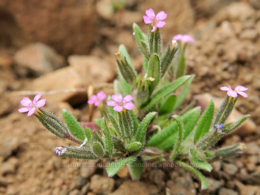 slender phlox (Microsteris gracilis (Phlox gracilis)) [Ten Cent Meadows, Harney County, Oregon]