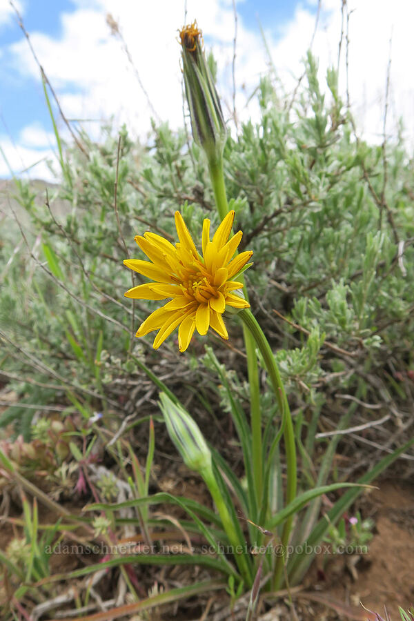 sagebrush false dandelion (false agoseris) (Nothocalais troximoides (Microseris troximoides)) [Ten Cent Meadows, Harney County, Oregon]
