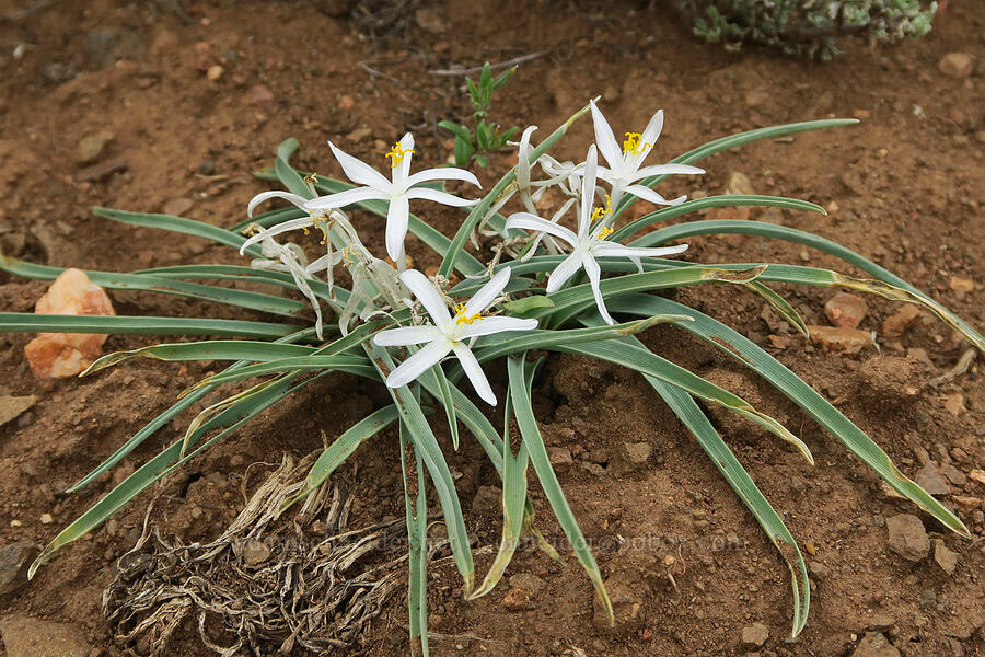 sand lilies (Leucocrinum montanum) [Ten Cent Meadows, Harney County, Oregon]