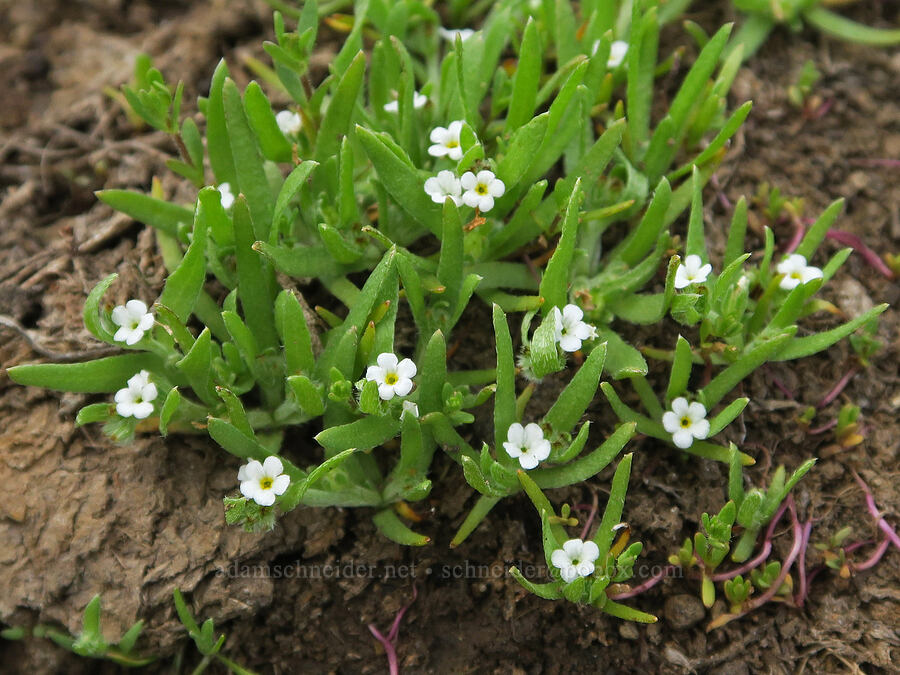 popcorn flower (Plagiobothrys sp.) [Ten Cent Meadows, Harney County, Oregon]