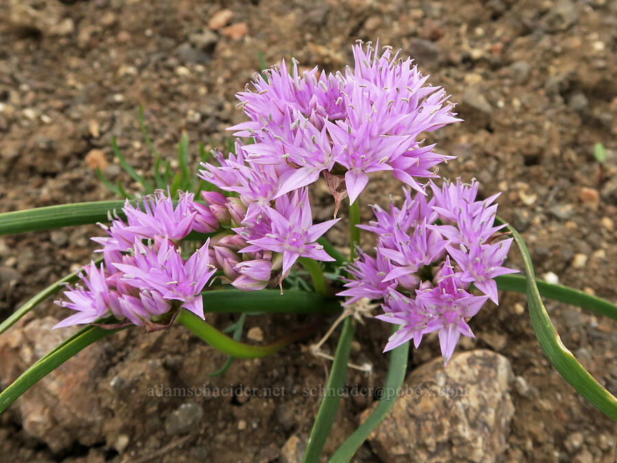 Lemmon's onion (Allium lemmonii) [Ten Cent Meadows, Harney County, Oregon]