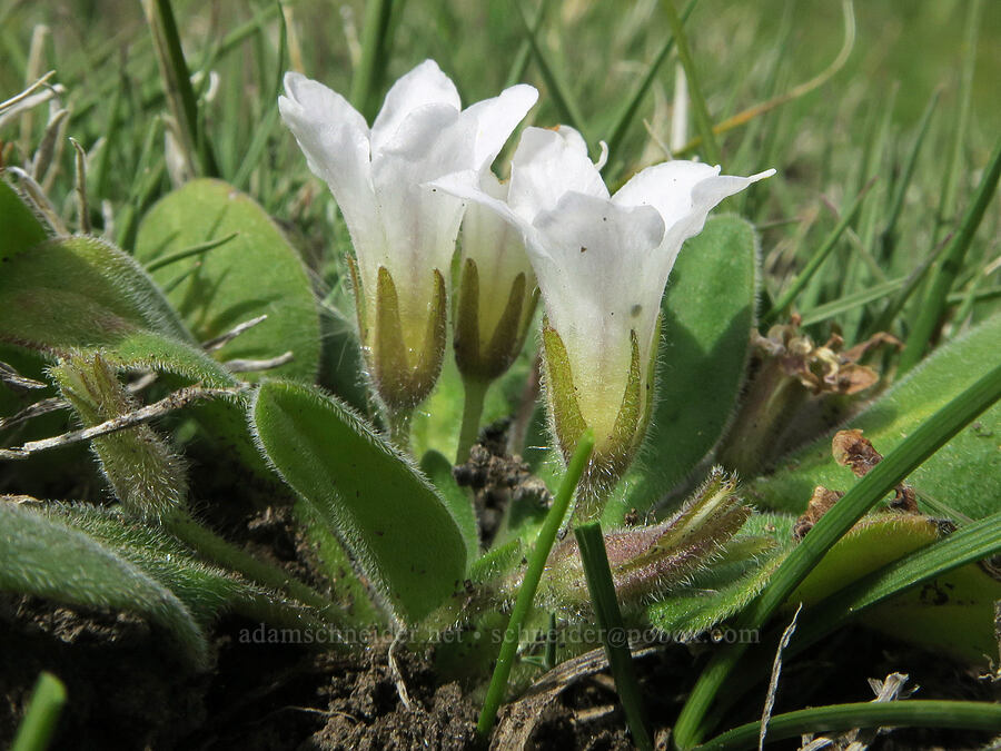 California hesperochiron (meadow stars) (Hesperochiron californicus (Hesperochiron nanus)) [Ten Cent Meadows, Harney County, Oregon]