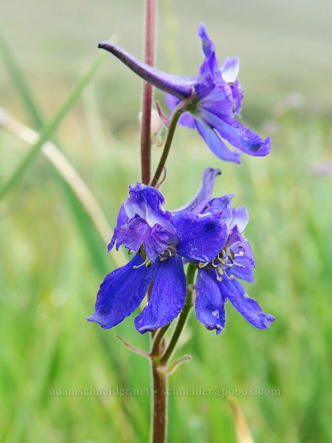 slim larkspur (Delphinium depauperatum) [Ten Cent Meadows, Harney County, Oregon]