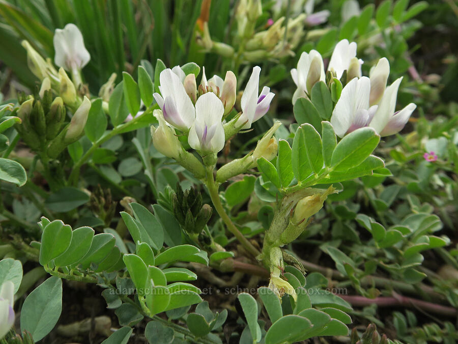 Humboldt River/Snake milk-vetch (Astragalus iodanthus var. diaphanoides) [Ten Cent Meadows, Harney County, Oregon]