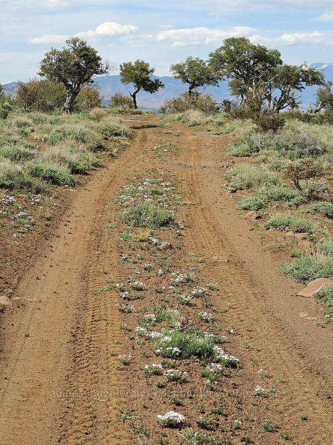 road through mountain-mahogany trees (Cercocarpus ledifolius) [Ten Cent Meadows, Harney County, Oregon]