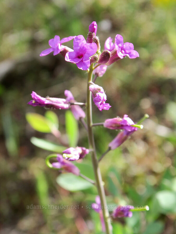 slender rock-cress (Boechera sparsiflora (Arabis sparsiflora)) [Pueblo Mountains, Harney County, Oregon]
