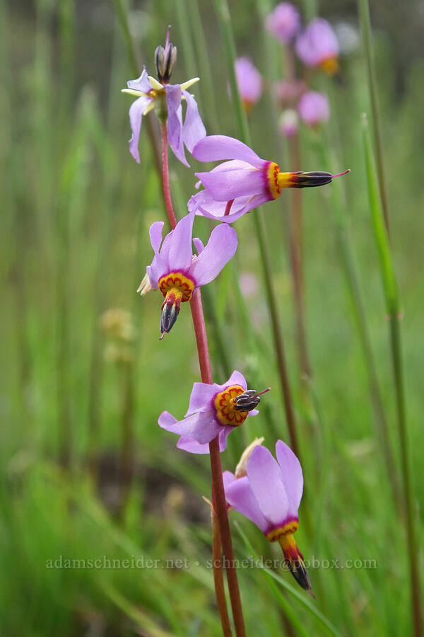 yellow-throat shooting stars (Dodecatheon pulchellum var. pulchellum (Primula pauciflora var. pauciflora)) [Pueblo Mountains, Harney County, Oregon]