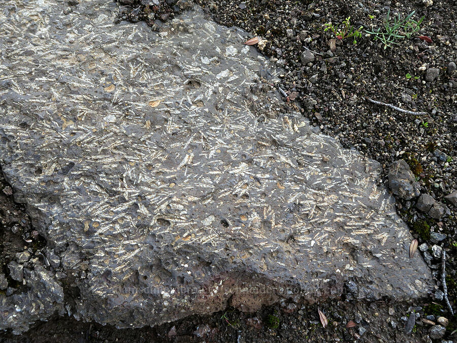 porphyritic volcanic rock [Pueblo Mountains, Harney County, Oregon]