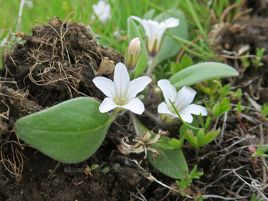 California hesperochiron (meadow stars) (Hesperochiron californicus (Hesperochiron nanus)) [Pueblo Mountains, Harney County, Oregon]