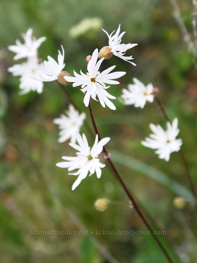 slender prairie star (Lithophragma tenellum) [Pueblo Mountains, Harney County, Oregon]