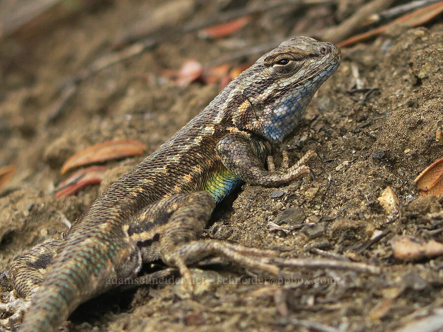 northern sagebrush lizard (Sceloporus graciosus graciosus) [Pueblo Mountains, Harney County, Oregon]