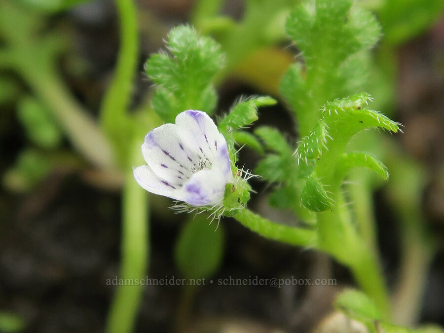 meadow nemophila (Nemophila pedunculata) [Pueblo Mountains, Harney County, Oregon]