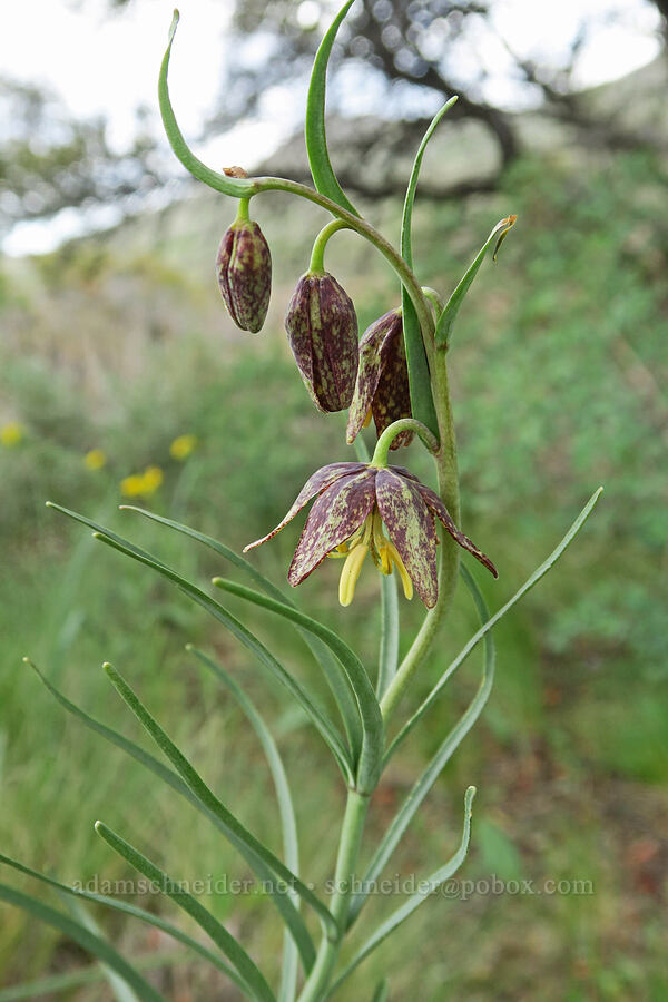 spotted mountain bells (chocolate lilies) (Fritillaria atropurpurea) [Pueblo Mountains, Harney County, Oregon]