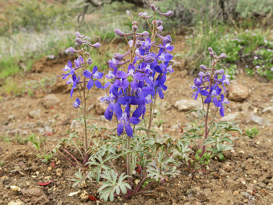 desert larkspur (Delphinium andersonii (Delphinium scaposum var. andersonii)) [Pueblo Mountains, Harney County, Oregon]
