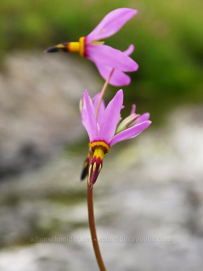 yellow-throat shooting stars (Dodecatheon pulchellum var. pulchellum (Primula pauciflora var. pauciflora)) [Pueblo Mountains, Harney County, Oregon]