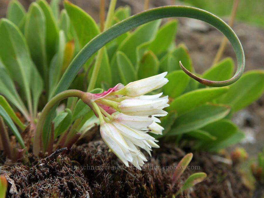 onion (Allium sp.) [Pueblo Mountains, Harney County, Oregon]