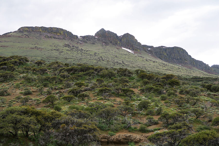 crest of the Pueblo Mountains [Pueblo Mountains, Harney County, Oregon]