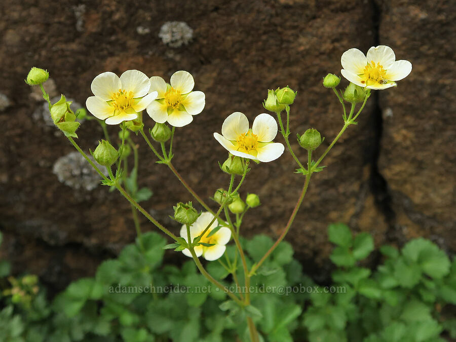 Nevada cinquefoil (Drymocallis lactea var. lactea (Potentilla glandulosa var. nevadensis)) [Pueblo Mountains, Harney County, Oregon]