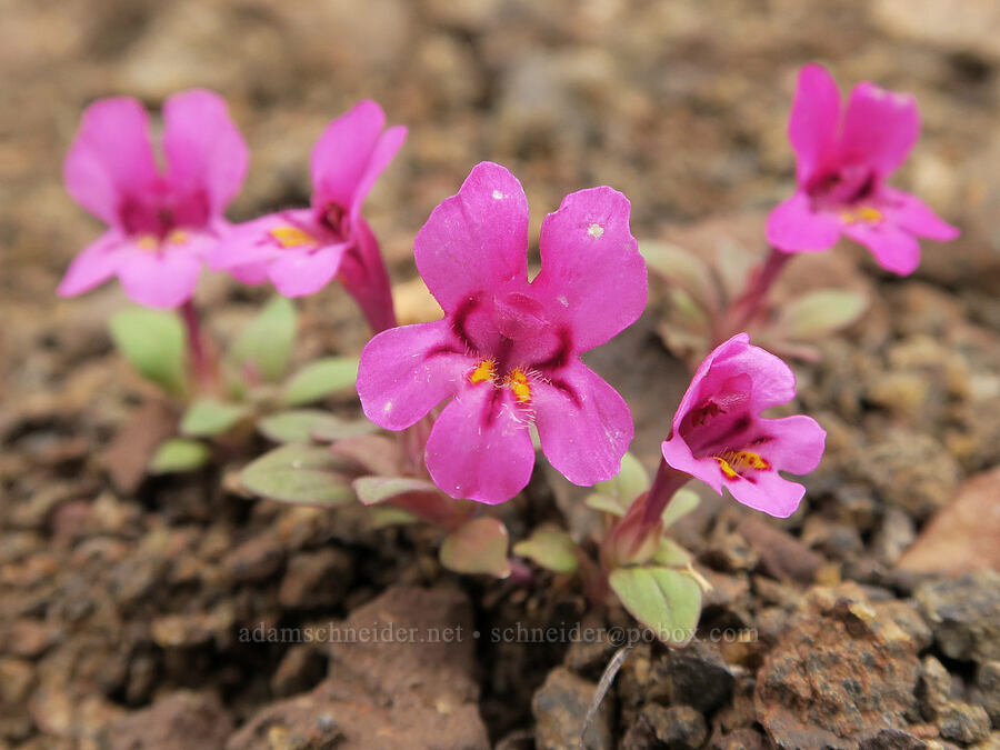 dwarf purple monkeyflowers (Diplacus nanus (Mimulus nanus)) [Pueblo Mountains, Harney County, Oregon]