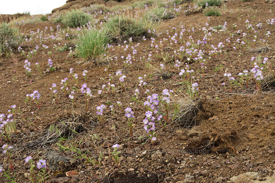 thread-leaf phacelia (Phacelia linearis) [Pueblo Mountains, Harney County, Oregon]