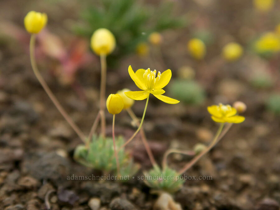 golden pygmy-poppies (Canbya aurea) [Pueblo Mountains, Harney County, Oregon]