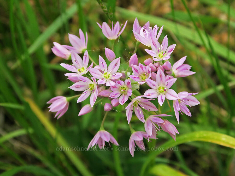 twin-crest onion (Allium bisceptrum) [Pueblo Mountains, Harney County, Oregon]