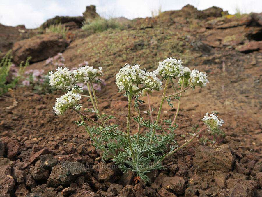 ball-head ipomopsis (Ipomopsis congesta) [Pueblo Mountains, Harney County, Oregon]