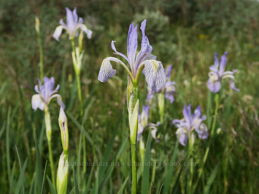 Rocky Mountain iris (Iris missouriensis) [Pueblo Mountains, Harney County, Oregon]