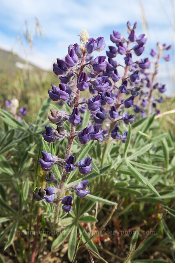 Nevada lupine (Lupinus nevadensis) [Pueblo Mountains, Harney County, Oregon]