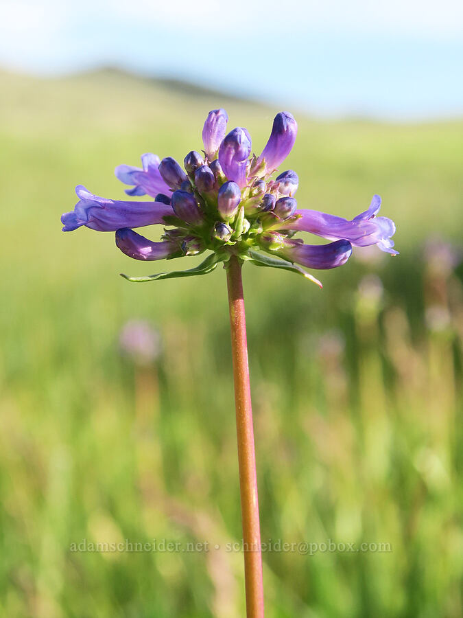 Rydberg's penstemon (Penstemon rydbergii) [Pueblo Mountains, Harney County, Oregon]