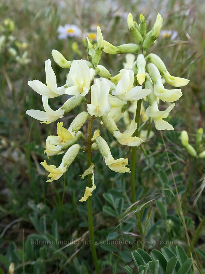 curve-pod milk-vetch (Astragalus curvicarpus var. curvicarpus) [Arizona Creek Road, Harney County, Oregon]