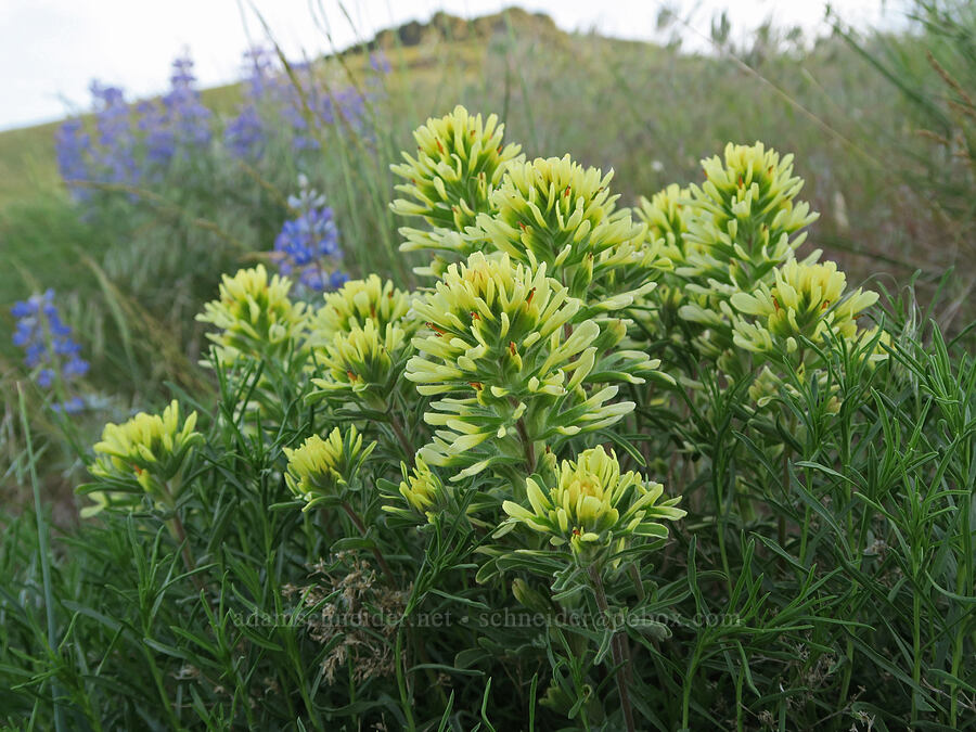 yellow paintbrush (Castilleja angustifolia var. flavescens) [Arizona Creek Road, Harney County, Oregon]