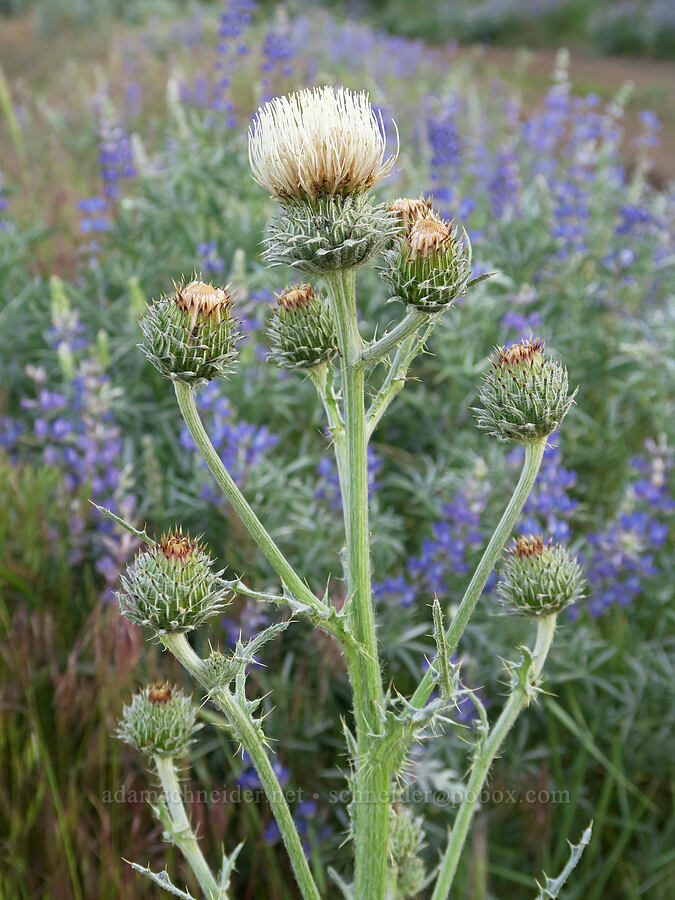 gray-green thistle (Cirsium cymosum var. canovirens (Cirsium canovirens)) [Arizona Creek Road, Harney County, Oregon]