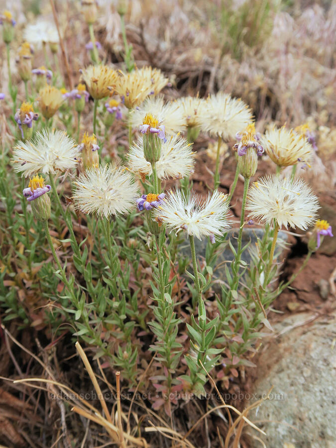 lava asters, gone to seed (Ionactis alpina (Aster scopulorum)) [Arizona Creek Road, Harney County, Oregon]