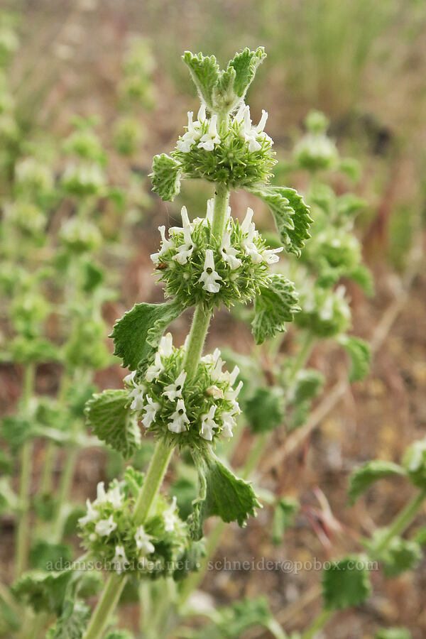 horehound (Marrubium vulgare) [Arizona Creek Road, Harney County, Oregon]