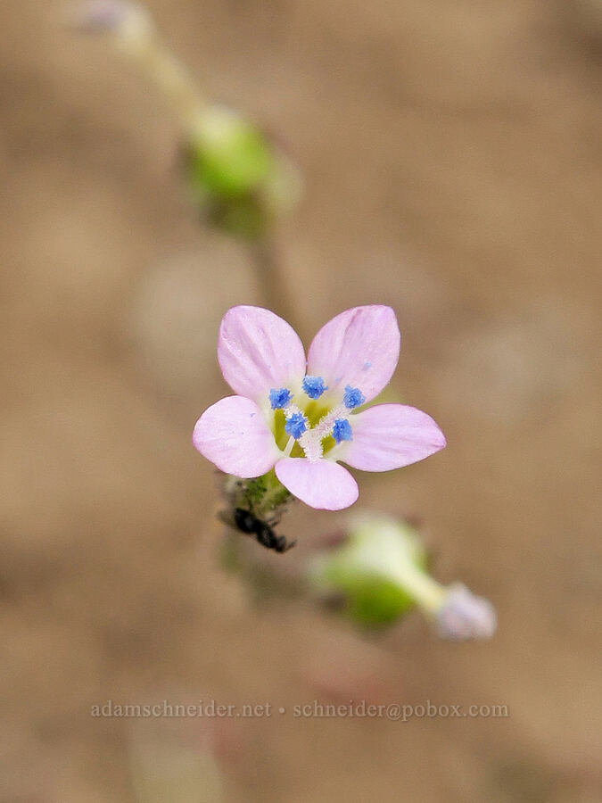shy gilia (Gilia inconspicua) [Arizona Creek Road, Harney County, Oregon]