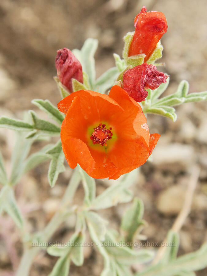 gooseberry-leaf globe-mallow (Sphaeralcea grossulariifolia) [Arizona Creek Road, Harney County, Oregon]