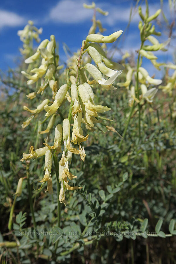 curve-pod milk-vetch (Astragalus curvicarpus var. curvicarpus) [South Steens Mountain Loop Road, Harney County, Oregon]